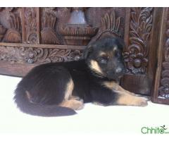35 Days Old Female German Shephard Puppy for Sale