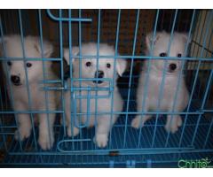 white spitz puppies