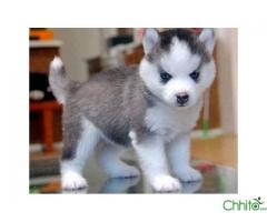 2 AKC REGISTERED blue eys siberian huskies puppies for sale 11 weeks old
