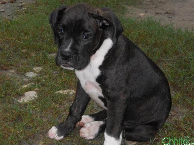 Quality Boxer Puppy For Sell
