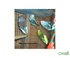 Beautiful handraised parrots and thier fresh laid eggs for sale