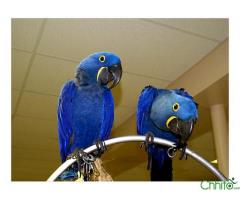 hyacinth macaw parrots for sale .