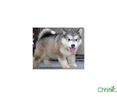 TWO  siberian huskies puppies for sale 12 weeks old
