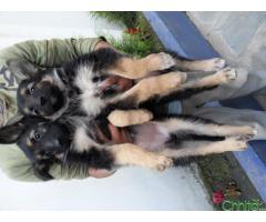 puppy German Shepherd Long Double Coated Big Boned About 2 Months for SALE!