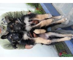 puppy German Shepherd Long Double Coated Big Boned About 2 Months for SALE!