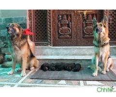 puppy German Shepherd Long Double Coated Big Boned About 2 Months for SALE!